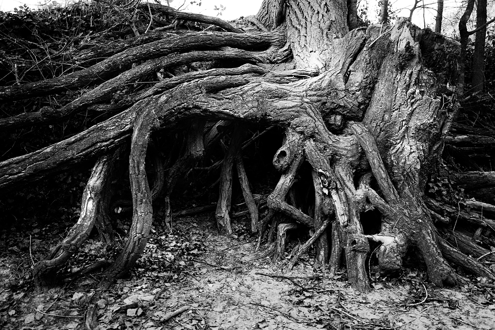 sleepy_hollow